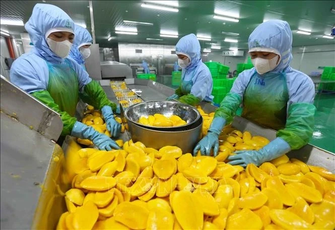 Dans l'usine de la Société par actions de fruits et légumes d'An Giang (province de Lam Dong). Photo : VNA.