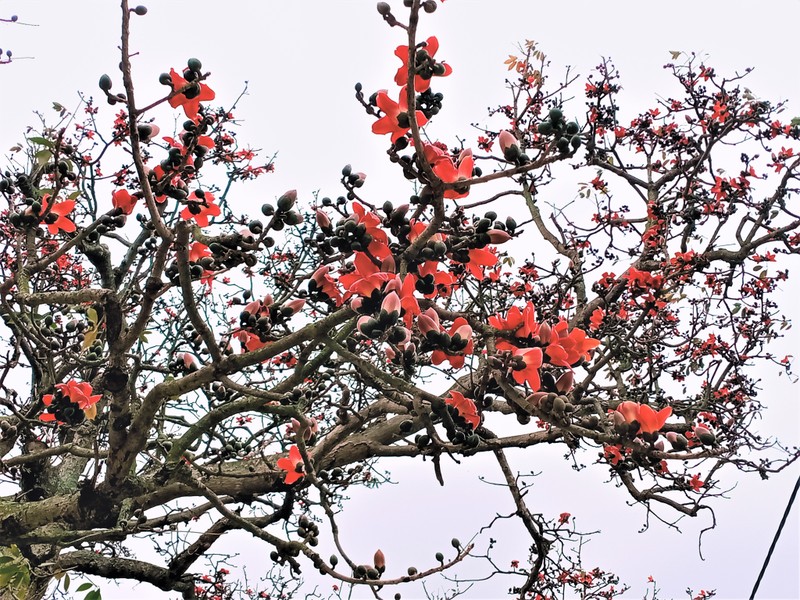 Cette saison, en longeant la rivière Câu, nous verrons de nombreux « cây gạo » fleurir avec des fleurs rouge vif. Photo : Minh Minh.