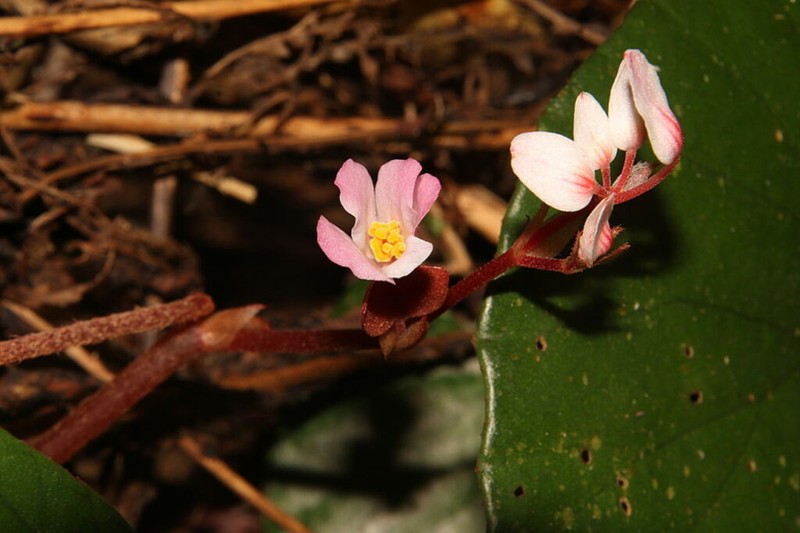 Begonia laxiflora, une nouvelle espèce végétale, découverte dans la Réserve naturelle de Dakrông, province de Quang Tri. Photo : WWF-Vietnam/CVN. 