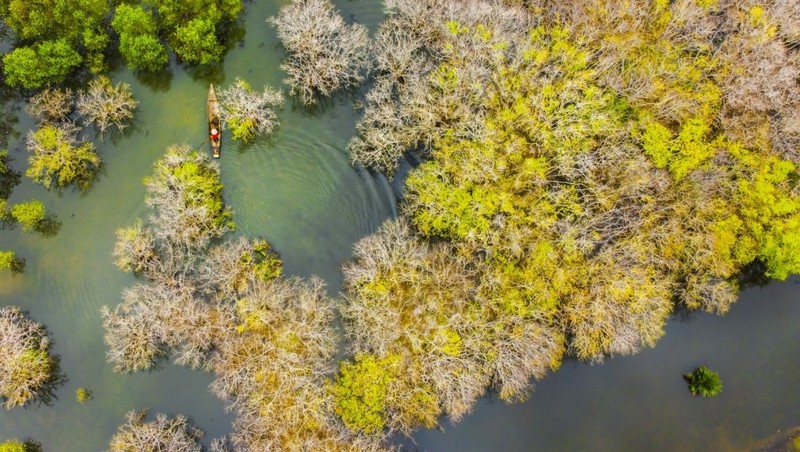 La beauté originale et magique de la mangrove de Ru Cha, dans la province de Thua Thiên Huê. Photo : VOV.