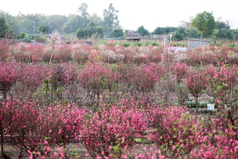 Les fleurs de pêcher du village de Nhât Tân, à Hanoi, sont réputées pour leur beauté et leur couleur, vive et originale. Photo : NDEL. 