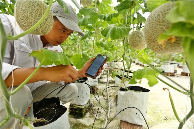 Implantée dans le district de Thuân Thanh, province de Bac Ninh, Delco Farm est l’une des fermes les plus modernes du Nord grâce à l’application de l'Internet des objets (IdO). Photo: VNA.