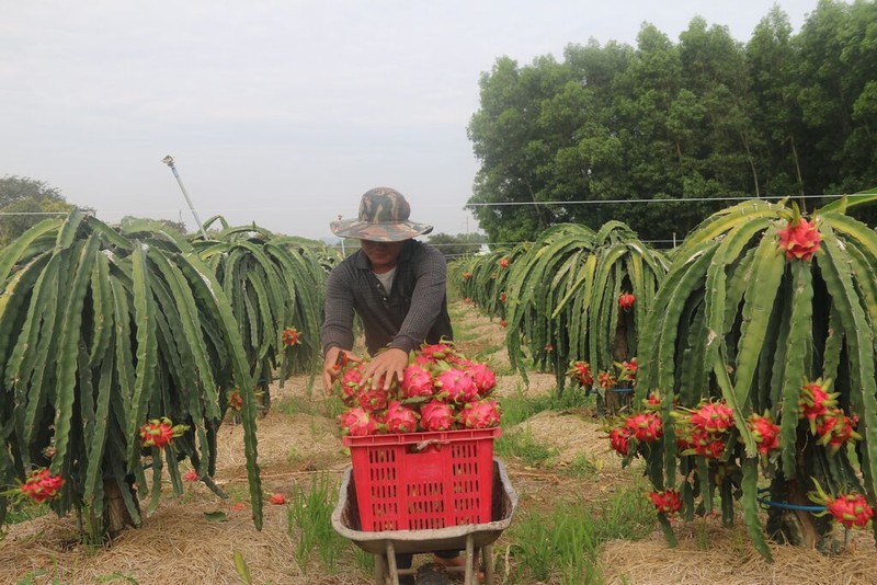 Pitaya, un fruit d'exportation phare du Vietnam. Photo : VNA.