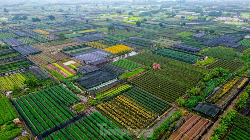 À environ deux mois du Nouvel An lunaire, les agriculteurs du village de Tay Tuu, la plus grande zone de culture de fleurs de Hanoï, s'occupent en toute hâte des plantes afin de répondre à la demande des clients de la capitale et des régions voisines. 