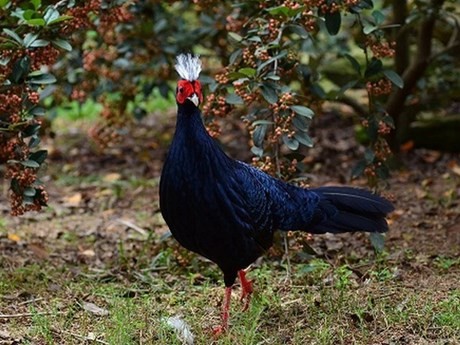 Le faisan d'Edwards. Photo : Viet Nature.