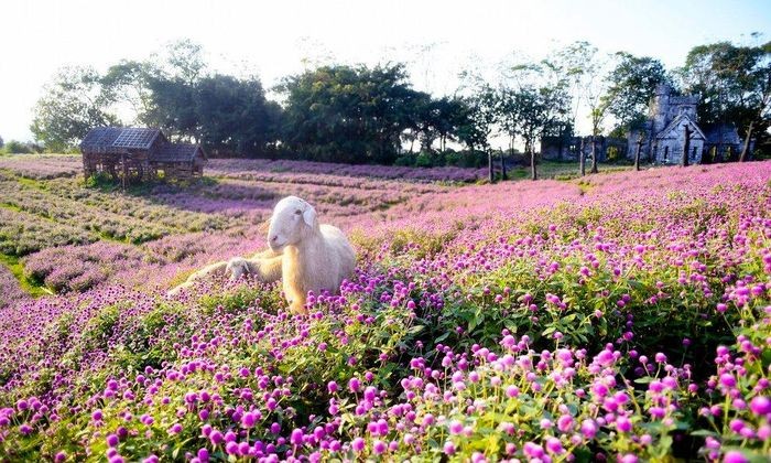 Situé dans le district de Long Biên, le champ d’amarantine globuleuse composé de 130 000 plantes crée un espace semblable à un paysage européen au cœur de Hanoï. 