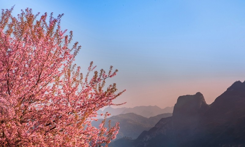 À partir de fin décembre 2023, les cerisiers sur le plateau rocheux de Dông Van commencent à fleurir. Photo : Nguyên Sy Duc. 