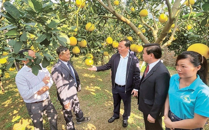 Le secrétaire du Comité provincial du Parti communiste du Vietnam de Hoa Binh, Nguyên Phi Long (3e à droite), visite un jardin de pamplemousses du district de Yên Thuy. Photo : NDEL.