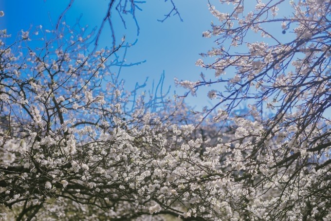 Les pruniers fleurissent début février 2023 à Môc Châu. Photo : Sang Sang.