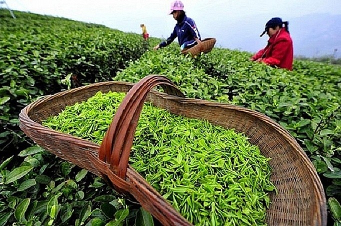 Le Pakistan est le premier débouché du thé vietnamien. Photo : congthuong.vn.