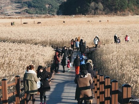 Les touristes à Jeolla du Sud. Photo : VNA.