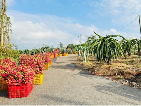 Des agronomes vietnamiens arriveront en Argentine le mois prochain pour mettre en œuvre un projet de coopération avec la province septentrionale de Misiones dans le domaine de la culture de pitayas, agrumes et goyaviers. Photo: VNA.