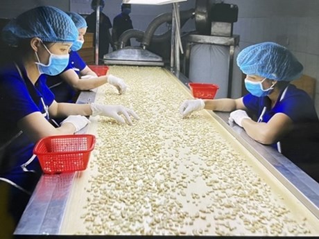 Transformation de noix de cajou pour l'exportation. Photo : VNA.