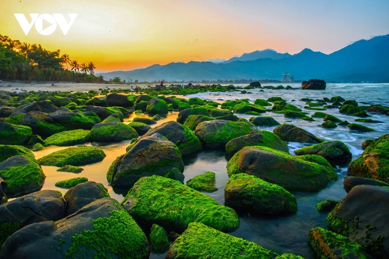 La beauté splendide du récif de Nam Ô lors de la saison de la mousse verte. Photo : VOV.