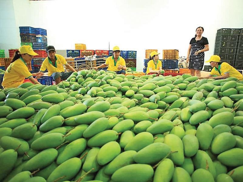 Les États-Unis sont un marché prometteur pour les mangues vietnamiennes, surtout pour les mangues fraîches et surgelées. Photo : congthuong.vn.