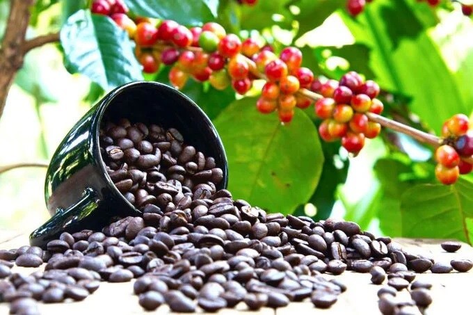 Le Vietnam est le deuxième exportateur de café au monde, derrière le Brésil, et le plus grand exportateur de café Robusta. Photo: taichinhdoanhnghiep.