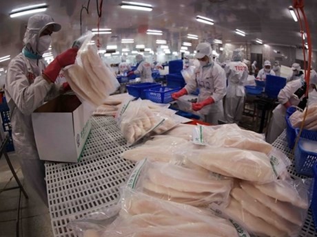 Filets de poisson Tra emballés pour l'exportation chez Sao Mai Group. Photo : VNA
