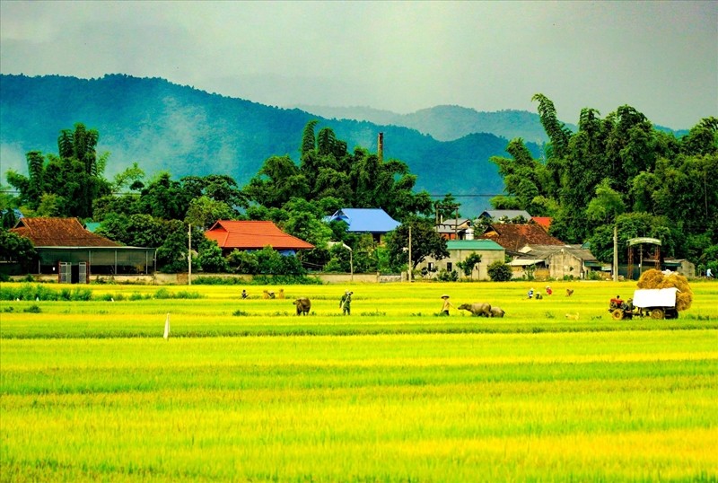 Le champ de Muong Thanh (Dien Bien) est le plus grand de la région du Nord-Ouest avec une superficie de plus de 140 km², s'étendant sur 20 km à travers de nombreuses communes et quartiers du district de Dien Bien et de la ville de Dien Bien Phu. Photo : Xuan Tu/VNA. 