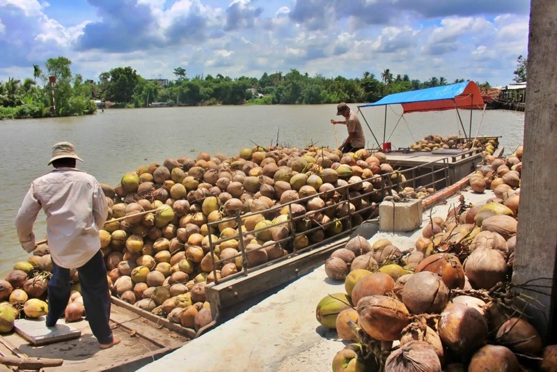 Le Vietnam et les Philippines disposent d’un grand potentiel pour promouvoir leur coopération dans le développement de l'industrie du cocotier. Photo: congthuong.vn.