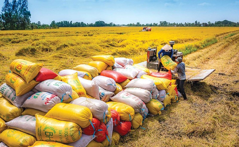 Le Vietnam exportera plus de 7,6 millions de tonnes de riz cette année. Photo: baodautu.