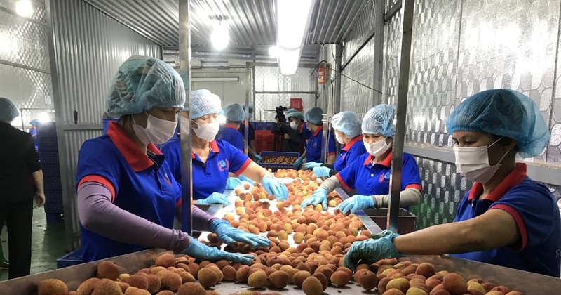 Transformation de litchis pour les exportations. Photo : VNA.