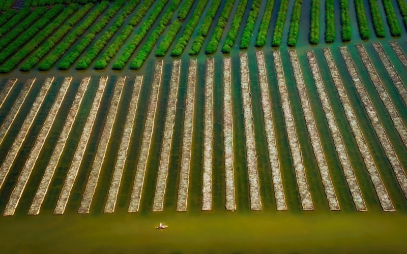 Mangrove de Bau Ca Cai avec une forêt verte mature à côté de la nouvelle couche d'arbres que les gens plantent. Photo : Alex Cao. 