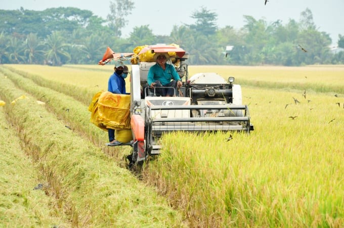 La province de Dông Thap (dans le delta du Mékong) est l’une des localités pionnières du Vietnam dans la mise en œuvre du projet de restructuration agricole, qui vise une production agricole verte et durable. 