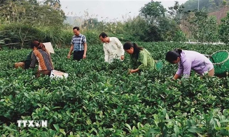 Des habitants de la commune de Bao Hung (province de Yên Bai) récoltent du thé. Photo : VNA.