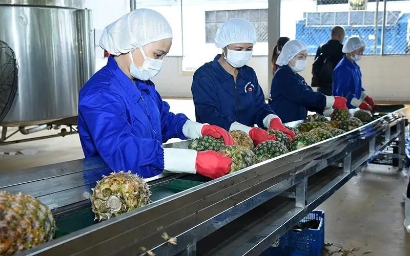 Transformation préliminaire d'ananas destinés aux exportations dans une société implantée dans la province de Ninh Binh. Photo: VNA