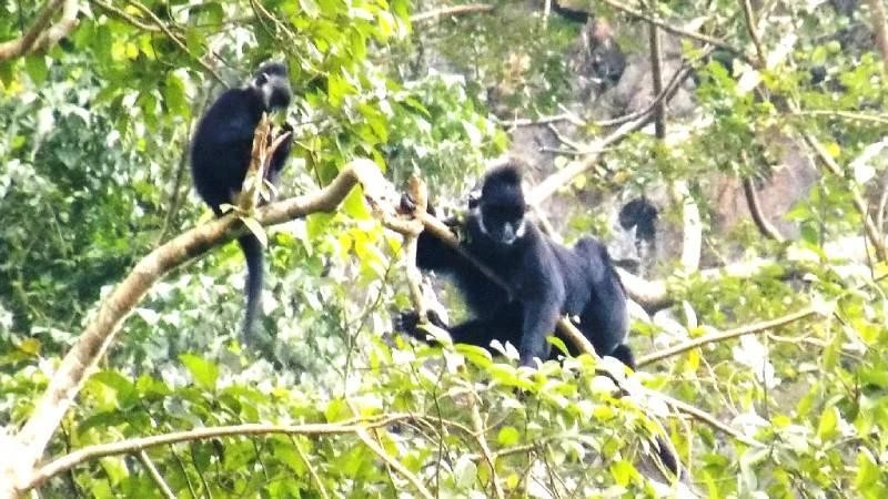 Actuellement, le nombre de gibbons dans la nature diminue considérablement en raison de la chasse et de la perte d'habitat. Photo d'illustration : NDEL.