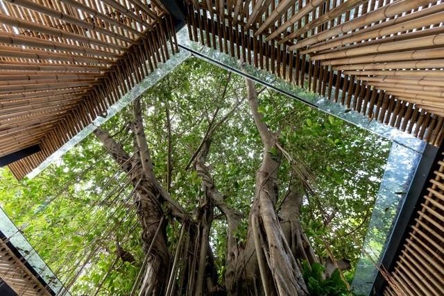 L'ancien banian du Musée d'Ethnologie est également devenu une partie de l'espace Truc Lam. Photo : Musée d'ethnologie du Vietnam.