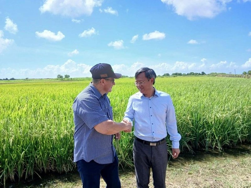 L’ambassadeur vietnamien à Cuba Le Quang Long (à droite) et le vice-ministre cubain de l’Agriculture Maury Hechavarria Bermúdez, lors d'une visite au modèle expérimental de culture du riz dans le district de Güines, province de Mayabeque. Photo: Ambassade du Vietnam à Cuba.