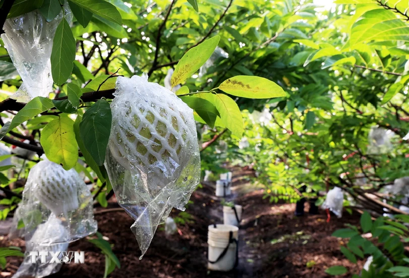 Le pommier cannelle est cultivé selon le modèle de l'application de la haute technologie jusqu'au moment de la récolte à Tay Ninh. Photo : VNA.