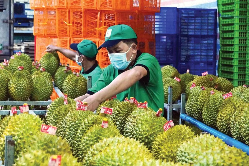 Le durian est l'un des produits d'exportation phares du Vietnam. Photo : Dao Ngoc Thach.