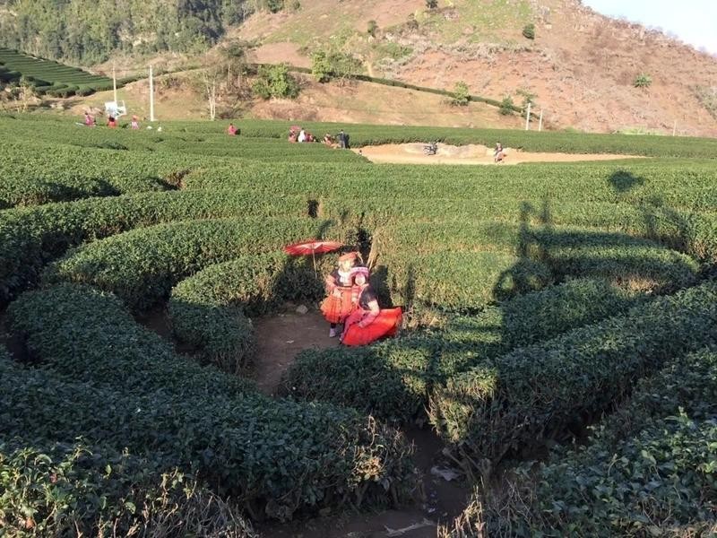 Les collines de thé à Moc Chau, dans la province de Son La, attirent de nombreux touristes. Photo: NDEL.