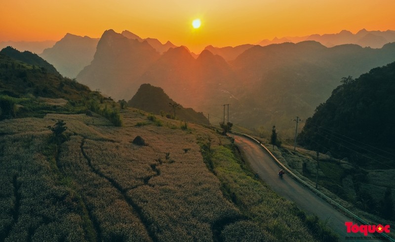 Les champs le long de la Nationale 4C et de la route provinciale 176 à Ha Giang sont couverts des couleurs violette, blanche et rose des fleurs de sarrasin. 