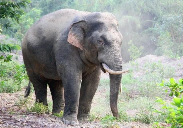 Un éléphant sauvage dans la province de Dong Nai (au Sud du Vietnam). Photo: NDEL.