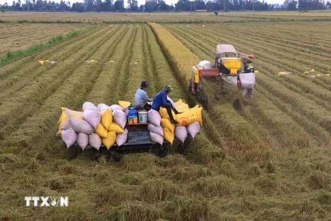 L’excédent commercial du secteur agricole de 16,5 milliards de dollarsen onze mois. Photo : VNA.