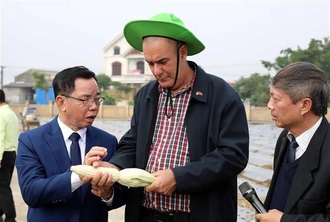 Le ministre cubain de l'Agriculture Ydael Jesús Pézez Brito (au centre) visite l'Institut de recherche sur les cultures de la Société par actions de Thai Binh. Photo : VNA.