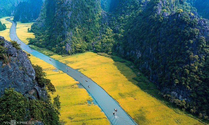 Saison du riz doré le long de la rivière Ngo Dong à Tam Coc, dans la province de Ninh Binh, au nord du Vietnam. Photo : VnExpress. 