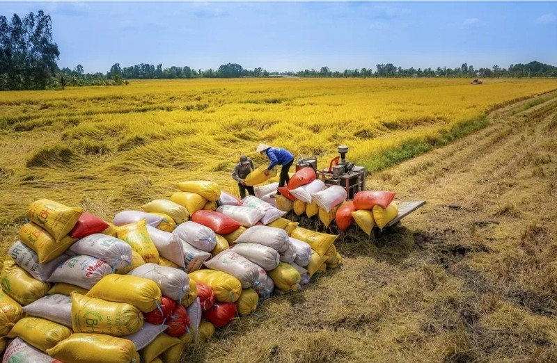 Cette année, le Vietnam occupe le troisième rang mondial en termes d’exportation de riz, juste après l'Inde et la Thaïlande. Photo : congthuong.vn