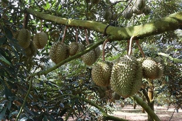 La variété de durian Dona Thai cultivée à Dak Lak. Photo : VNA.