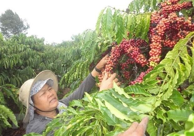 Le Vietnam est le 2e plus gros producteur de café au monde, derrière le Brésil . Photo: VNA 