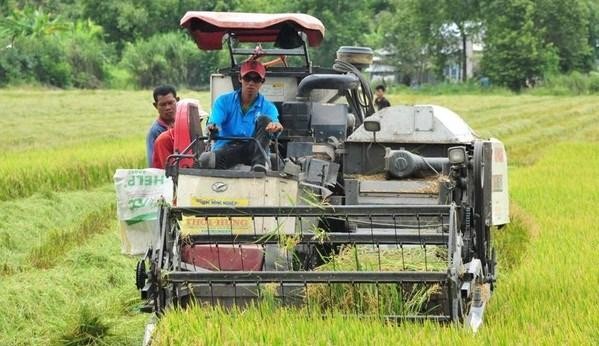 Plus de 7 millions d'euros destinés à aider les agriculteurs du delta du Mékong à produire du riz et des mangues bio. Photo d'illustration : VNA