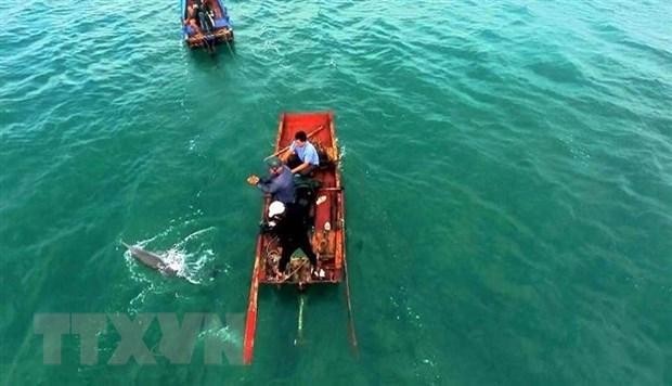 Le jeune dauphin est remis à la mer grâce à la réactivité d’habitants locaux. Photo : VNA.