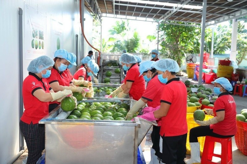 De nombreuses opportunités pour l'exportation des fruits vers la Chine. Photo : HA AN.