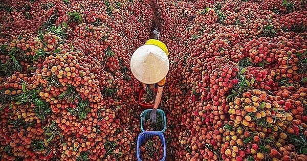 Les légumes et les fruits figuraient parmi les 3 premières exportations agricoles du Vetnam. Photo : Congthuong.vn