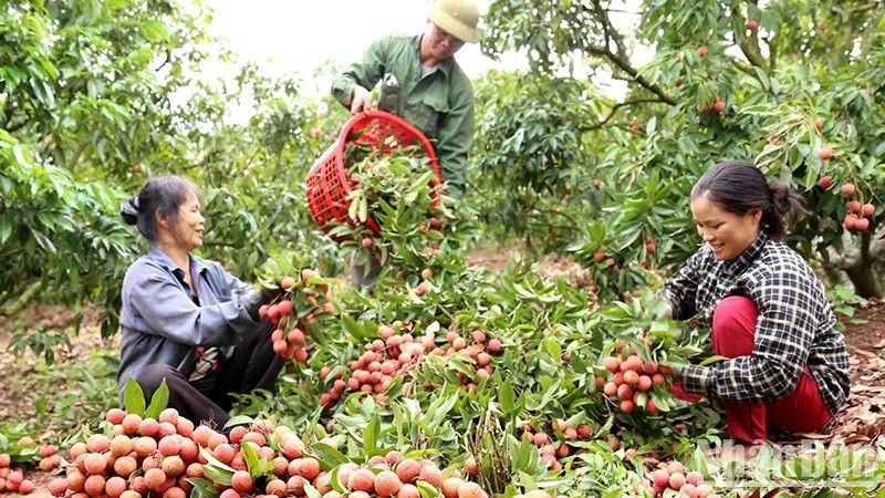 Bac Giang et Hai Duong garantissent la qualité des litchis exportés. Photo ; VNA.