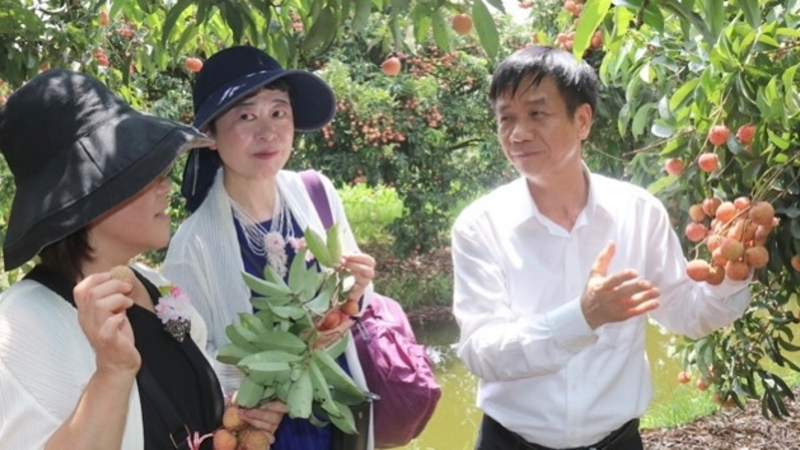 Un fonctionnaire local présente les litchis Thanh Hà aux hommes d’affaires japonais. Photo : NDEL.
