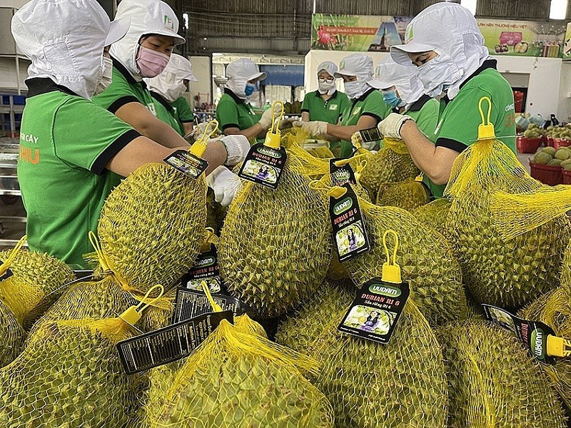 Le durian a officiellement dépassé le fruit du dragon pour devenir le premier fruit d’exportation. Photo : congthuong.com.vn